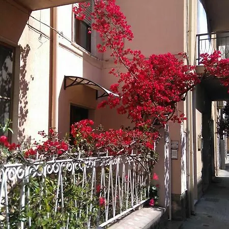 Hibiscus * Alghero